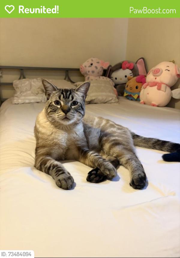 Reunited Male Cat last seen 170th and S Berendo Ave, Gardena, CA 90247