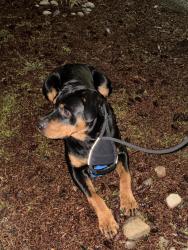 Found/Stray Male Dog last seen 29th Ave W and W Armour St, Seattle, WA 98199