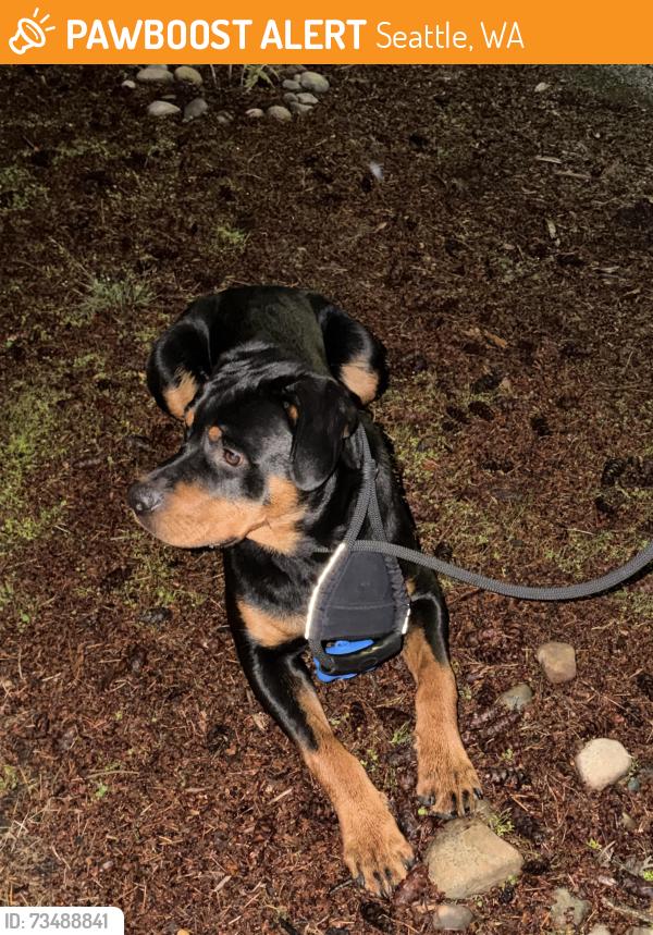 Found/Stray Male Dog last seen 29th Ave W and W Armour St, Seattle, WA 98199