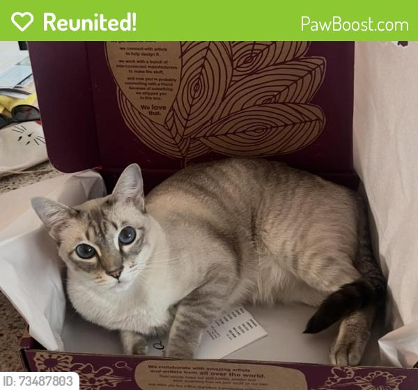 Reunited Male Cat last seen Long Oak, Houston, TX 77070