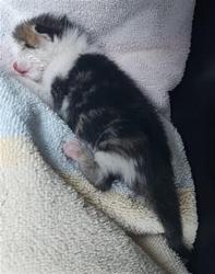 Shelter Stray Male Cat last seen Near BLOCK SHOP RD, 127 Humane Ln, Columbia, SC 29201, USA