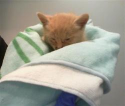 Shelter Stray Male Cat last seen CHARLOTTE, 8315 Byrum Dr, Charlotte, NC 28217, USA
