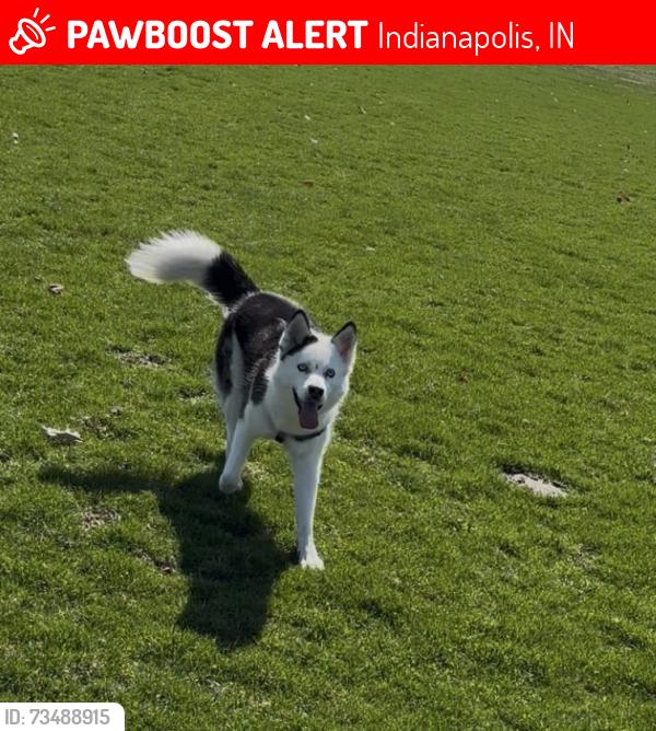 Lost Female Dog last seen Radburn Cir and 10 st, Indianapolis, IN 46214