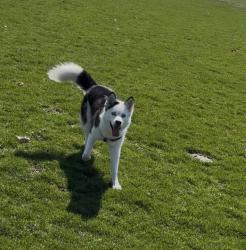 Lost Female Dog last seen Radburn Cir and 10 st, Indianapolis, IN 46214