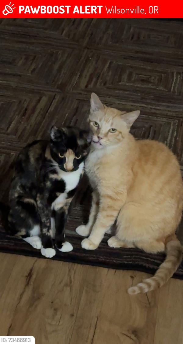 Lost Male Cat last seen Murase Plaza Park, Wilsonville, OR 97070