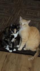 Lost Male Cat last seen Murase Plaza Park, Wilsonville, OR 97070