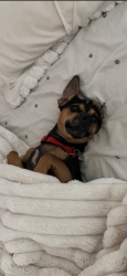 Lost Male Dog last seen Surprise Wittman area, Surprise, AZ 85374