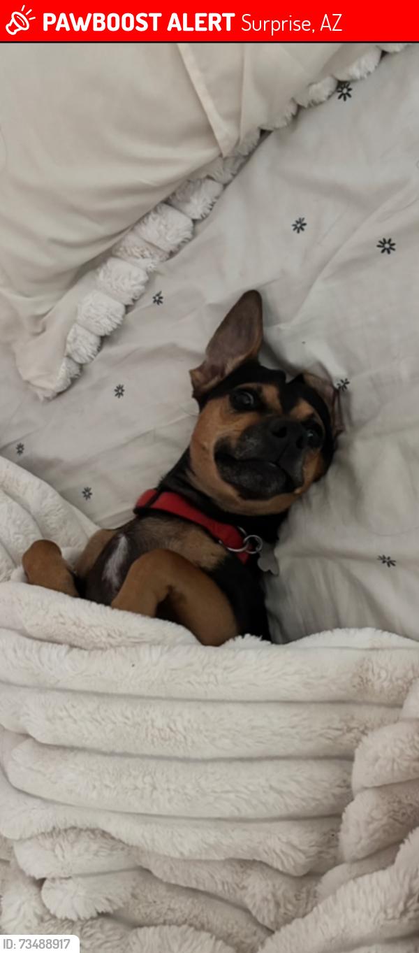 Lost Male Dog last seen Surprise Wittman area, Surprise, AZ 85374