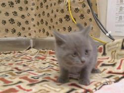 Shelter Stray Female Cat last seen HAZEL AVE/GOLD COUNTRY BLVD, 95670, 3839 Bradshaw Rd, Sacramento, CA 95827, USA