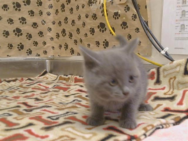 Shelter Stray Female Cat last seen HAZEL AVE/GOLD COUNTRY BLVD, 95670, 3839 Bradshaw Rd, Sacramento, CA 95827, USA