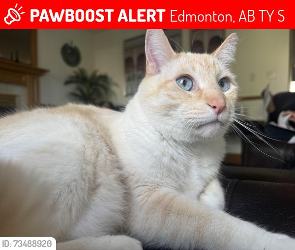 Lost Male Cat last seen Hollick Kenyon, Edmonton, AB T5Y 2S9