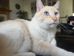 Lost Male Cat last seen Hollick Kenyon, Edmonton, AB T5Y 2S9