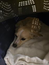Found/Stray Female Dog last seen Near E Loop 820 at Boca Raton Blvd in front of Albertsons, Fort Worth, TX 76112