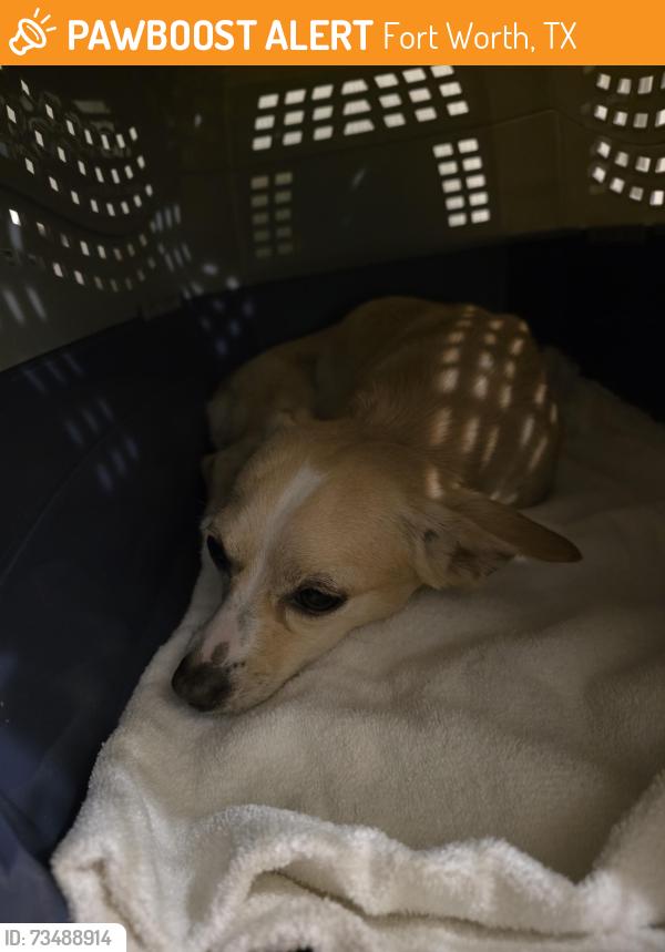 Found/Stray Female Dog last seen Near E Loop 820 at Boca Raton Blvd in front of Albertsons, Fort Worth, TX 76112