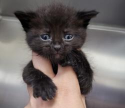 Shelter Stray Male Cat last seen , 957 N Gaffey St, San Pedro, CA 90731, USA