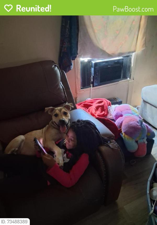 Reunited Male Dog last seen Barnett St, Lancaster , SC 29720, Lancaster, SC 29720