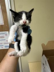 Shelter Stray Female Cat last seen RED WILLOW ST & CANDLE WOOD WAY, 2127 Front St, Sacramento, CA 95818, USA