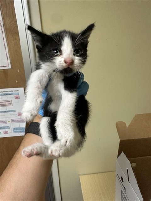 Shelter Stray Female Cat last seen RED WILLOW ST & CANDLE WOOD WAY, 2127 Front St, Sacramento, CA 95818, USA