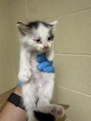 Shelter Stray Male Cat last seen RED WILLOW ST & CANDLE WOOD WAY, 2127 Front St, Sacramento, CA 95818, USA