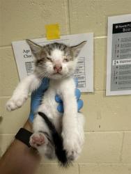 Shelter Stray Male Cat last seen RED WILLOW ST & CANDLE WOOD WAY, 2127 Front St, Sacramento, CA 95818, USA