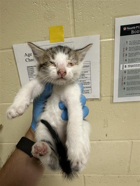 Shelter Stray Male Cat last seen RED WILLOW ST & CANDLE WOOD WAY, 2127 Front St, Sacramento, CA 95818, USA