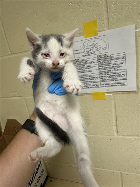Shelter Stray Female Cat last seen RED WILLOW ST & CANDLE WOOD WAY, 2127 Front St, Sacramento, CA 95818, USA