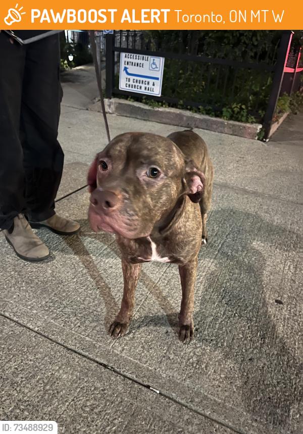 Found/Stray Male Dog last seen MCCaul Street and Dundas, Toronto, ON M5T 1W3
