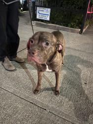Found/Stray Male Dog last seen MCCaul Street and Dundas, Toronto, ON M5T 1W3