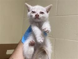 Shelter Stray Female Cat last seen SONOMA AVE & DEL PASO BLVD, 2127 Front St, Sacramento, CA 95818, USA