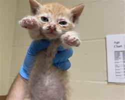 Shelter Stray Male Cat last seen SONOMA AVE & DEL PASO BLVD, 2127 Front St, Sacramento, CA 95818, USA