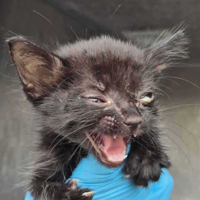 Shelter Stray Female Cat last seen Near BLOCK EL CENTRO, 4710 TX-151, San Antonio, TX 78227, USA