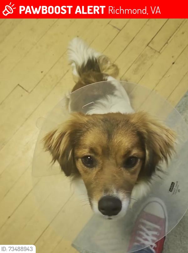 Lost Male Dog last seen Dairy Queen, bike trail, Richmond, VA 23231