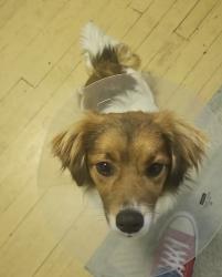 Lost Male Dog last seen Dairy Queen, bike trail, Richmond, VA 23231