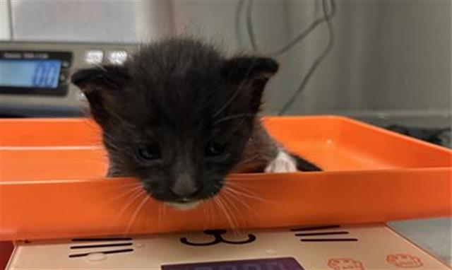 Shelter Stray Male Cat last seen Near BLOCK BELLE RAE CT, BAKERSFIELD CA 93314, 3951 Fruitvale Ave, Bakersfield, CA 93308, USA