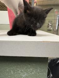 Shelter Stray Female Cat last seen Near BLOCK W 16TH ST, 2020 Forest St, Jacksonville, FL 32204, USA