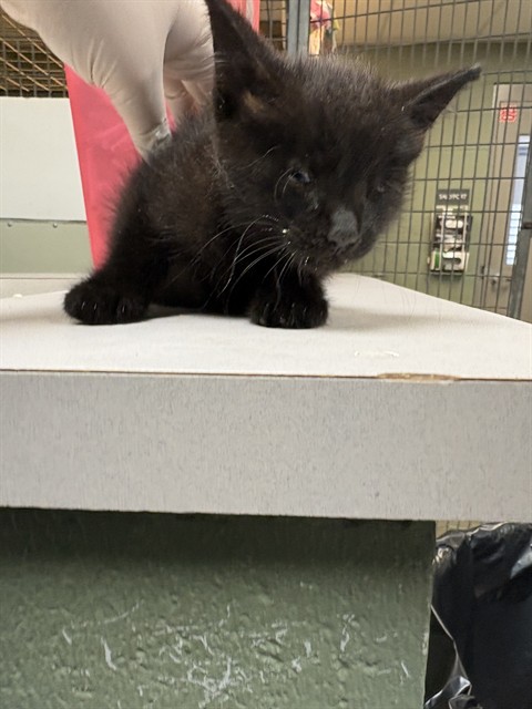 Shelter Stray Female Cat last seen Near BLOCK W 16TH ST, 2020 Forest St, Jacksonville, FL 32204, USA