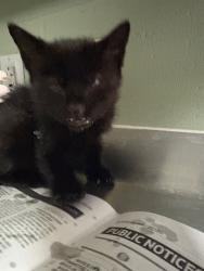 Shelter Stray Male Cat last seen Near BLOCK W 16TH ST, 2020 Forest St, Jacksonville, FL 32204, USA