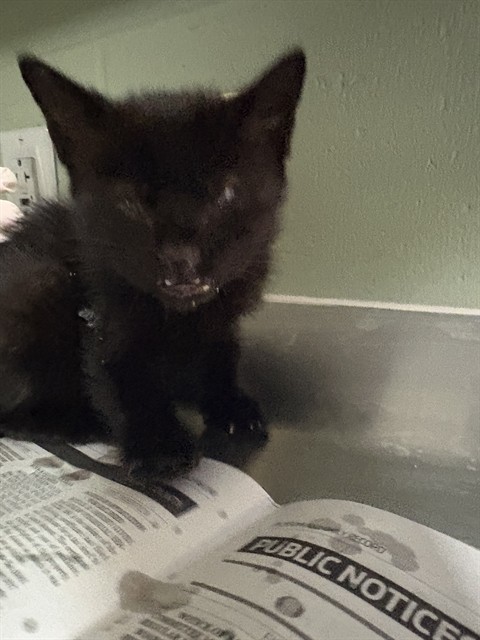 Shelter Stray Male Cat last seen Near BLOCK W 16TH ST, 2020 Forest St, Jacksonville, FL 32204, USA