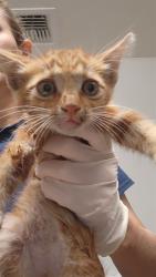 Shelter Stray Male Cat last seen Near BLOCK WILSON RD, BAKERSFIELD CA 93304, 3951 Fruitvale Ave, Bakersfield, CA 93308, USA
