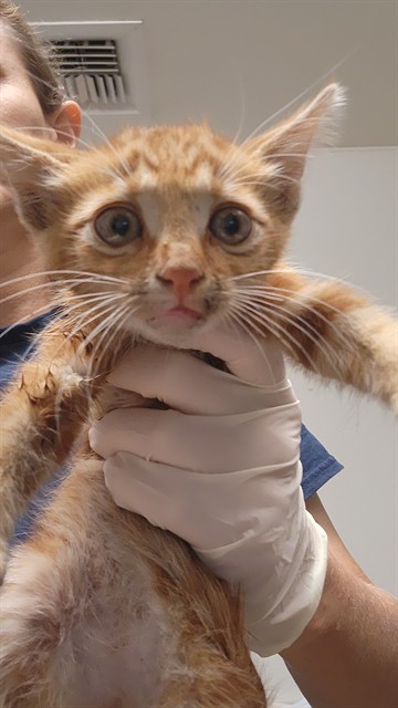 Shelter Stray Male Cat last seen Near BLOCK WILSON RD, BAKERSFIELD CA 93304, 3951 Fruitvale Ave, Bakersfield, CA 93308, USA