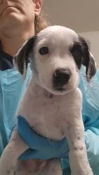 Shelter Stray Male Dog last seen Near BLOCK GOLDEN STATE AVE, BAKERSFIELD CA 93301, 3951 Fruitvale Ave, Bakersfield, CA 93308, USA