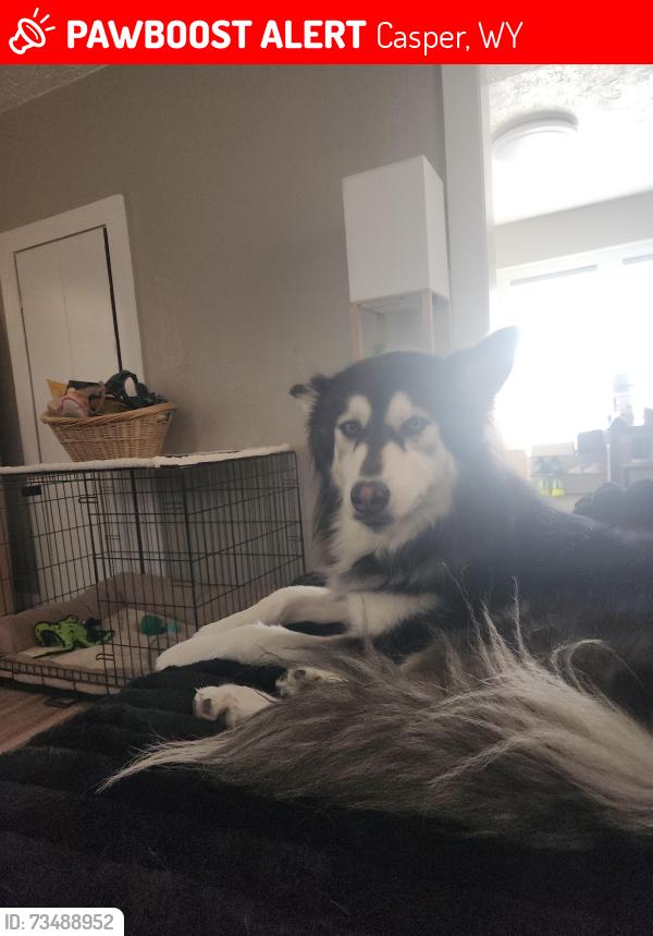 Lost Female Dog last seen hse, Casper, WY 82601