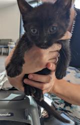 Shelter Stray Male Cat last seen IRVINE CENTER DR/BARRANCA PKWY, 92618, 6443 Oak Canyon, Irvine, CA 92618, USA