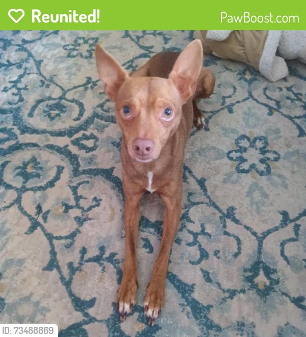 Reunited Male Dog last seen Near Buffalo Dr, Arlington, TX 76013, USA, Arlington, TX 76013
