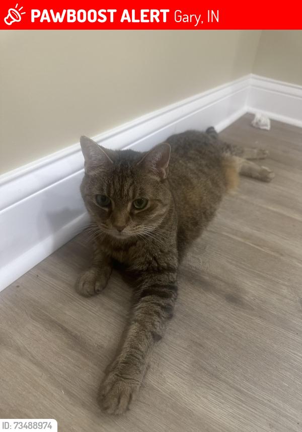 Lost Female Cat last seen 4th Avenue, Gary, IN 46404