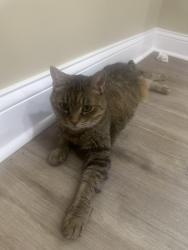 Lost Female Cat last seen 4th Avenue, Gary, IN 46404