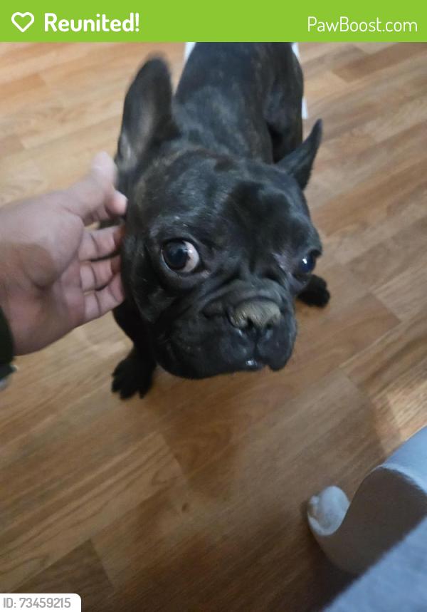 Reunited Male Dog last seen Palm st and reagent ct, Adelanto, CA 92301