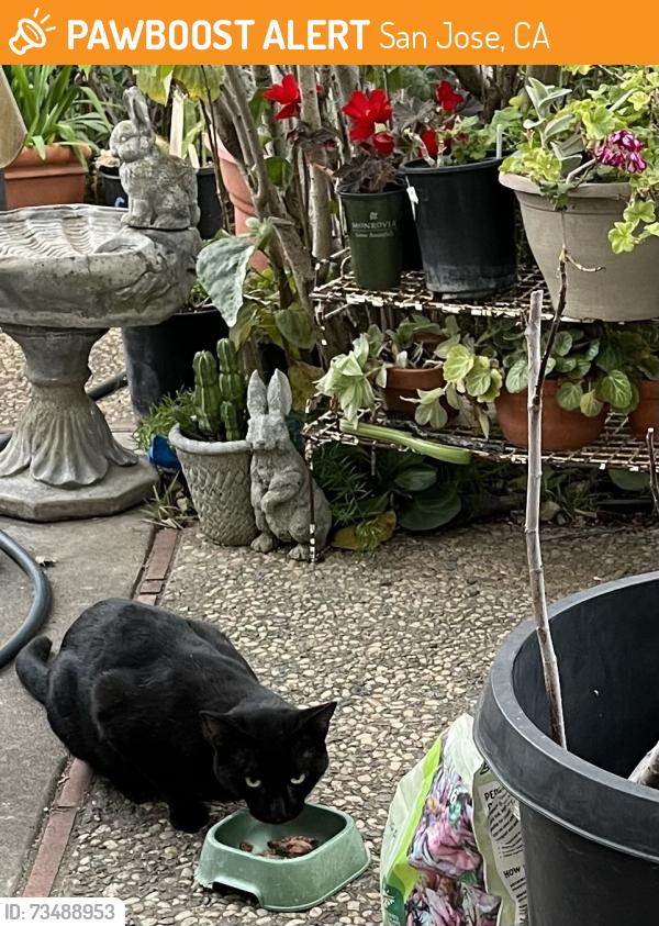 Found/Stray Male Cat last seen Branham and Monterey, San Jose, CA 95136