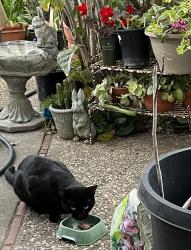 Found/Stray Male Cat last seen Branham and Monterey, San Jose, CA 95136