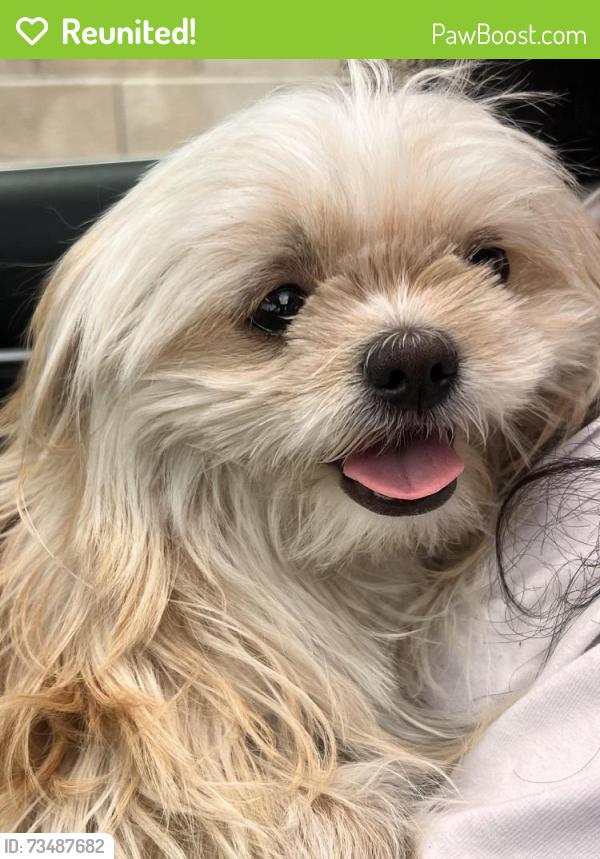 Reunited Male Dog last seen Bradpoint drive and Camino Del Rancho, Las Vegas, NV 89130